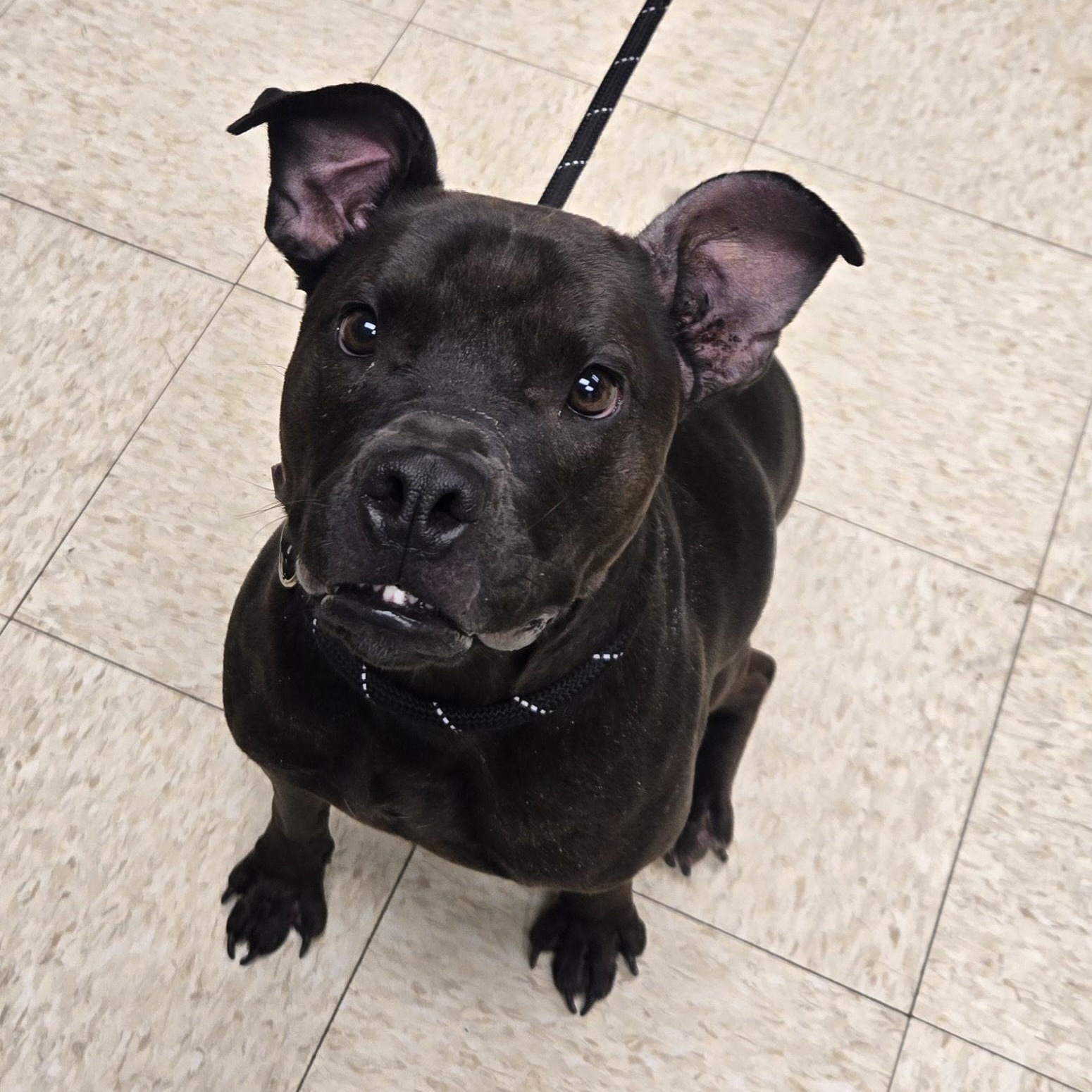 Enlarge June Bug , a ADOPTABLE Staffordshire Bull Terrier in Xenia , OH image 2/6