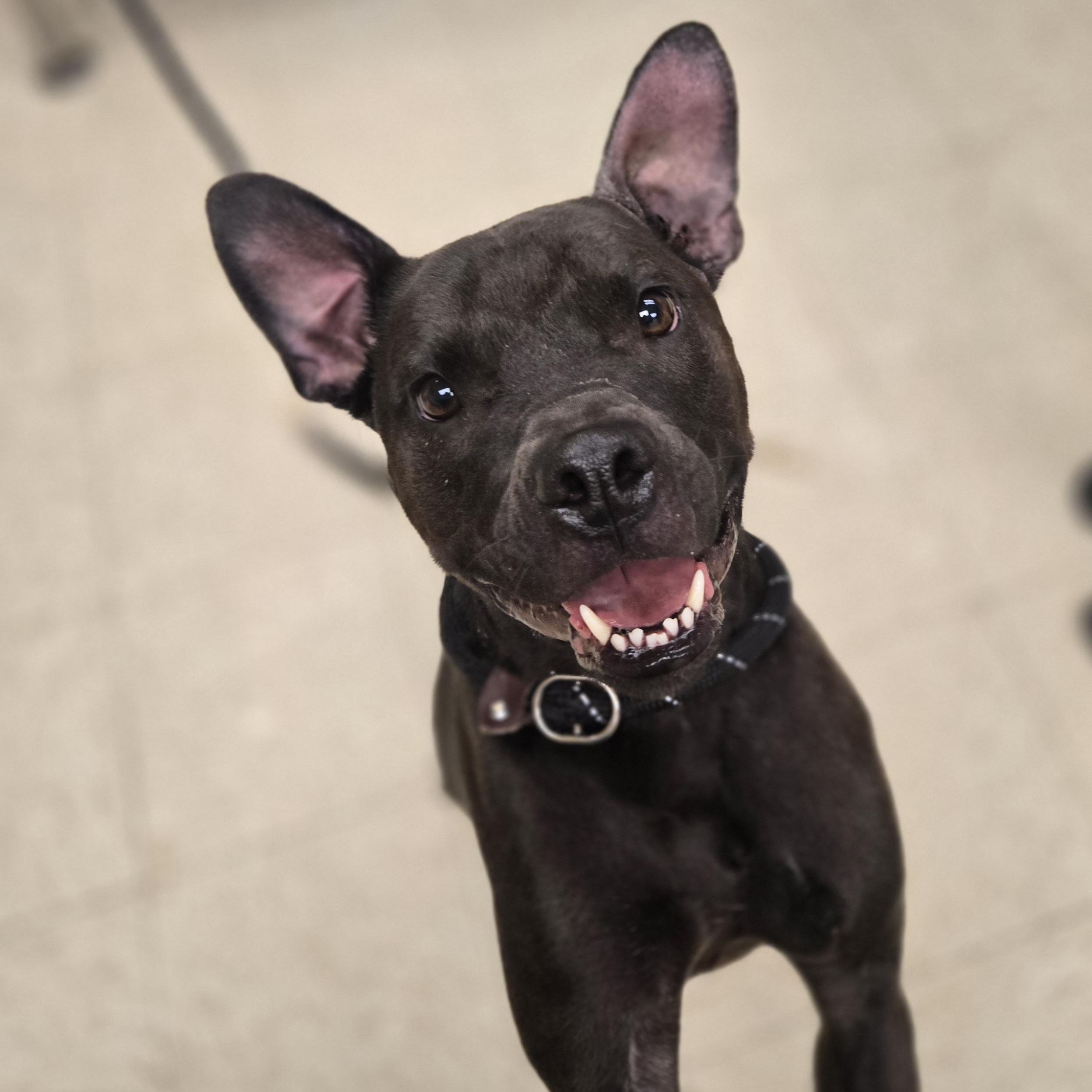 Enlarge June Bug , a ADOPTABLE Staffordshire Bull Terrier in Xenia , OH image 6/6