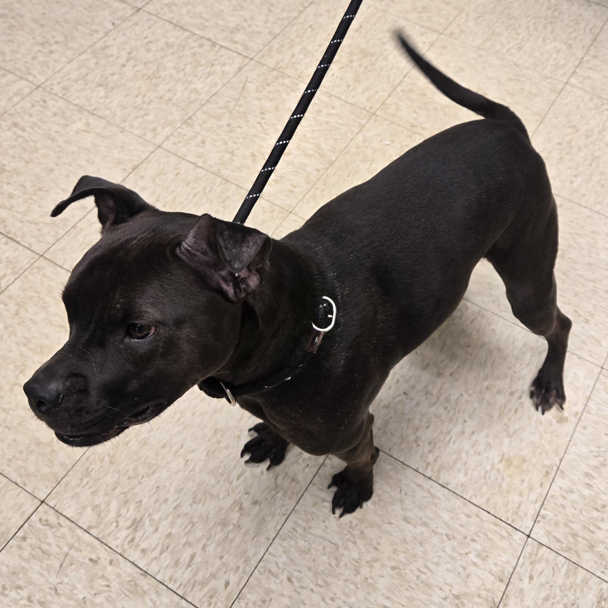 Enlarge June Bug , a ADOPTABLE Staffordshire Bull Terrier in Xenia , OH image 3/6