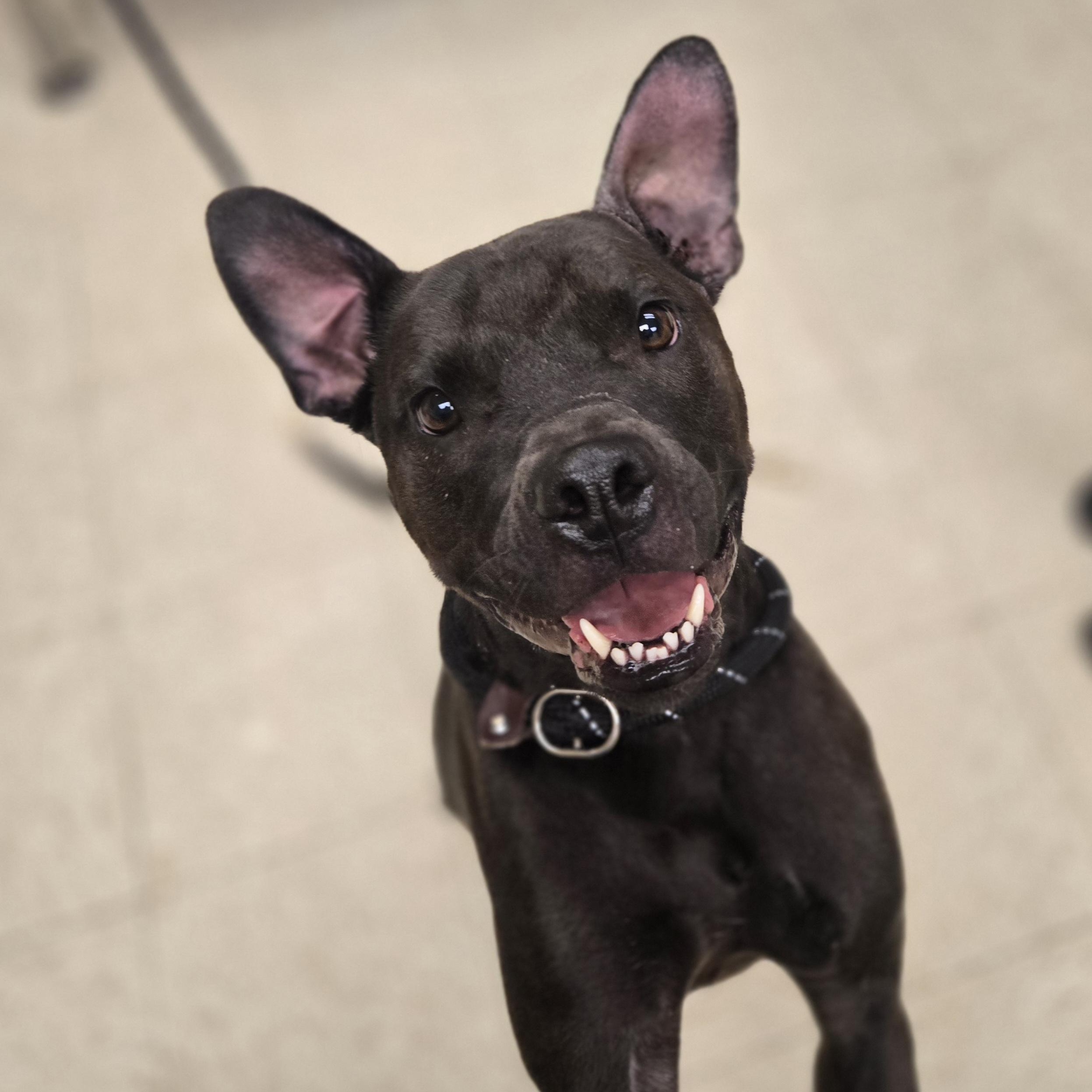 Enlarge June Bug , a ADOPTABLE Staffordshire Bull Terrier in Xenia , OH image 4/6