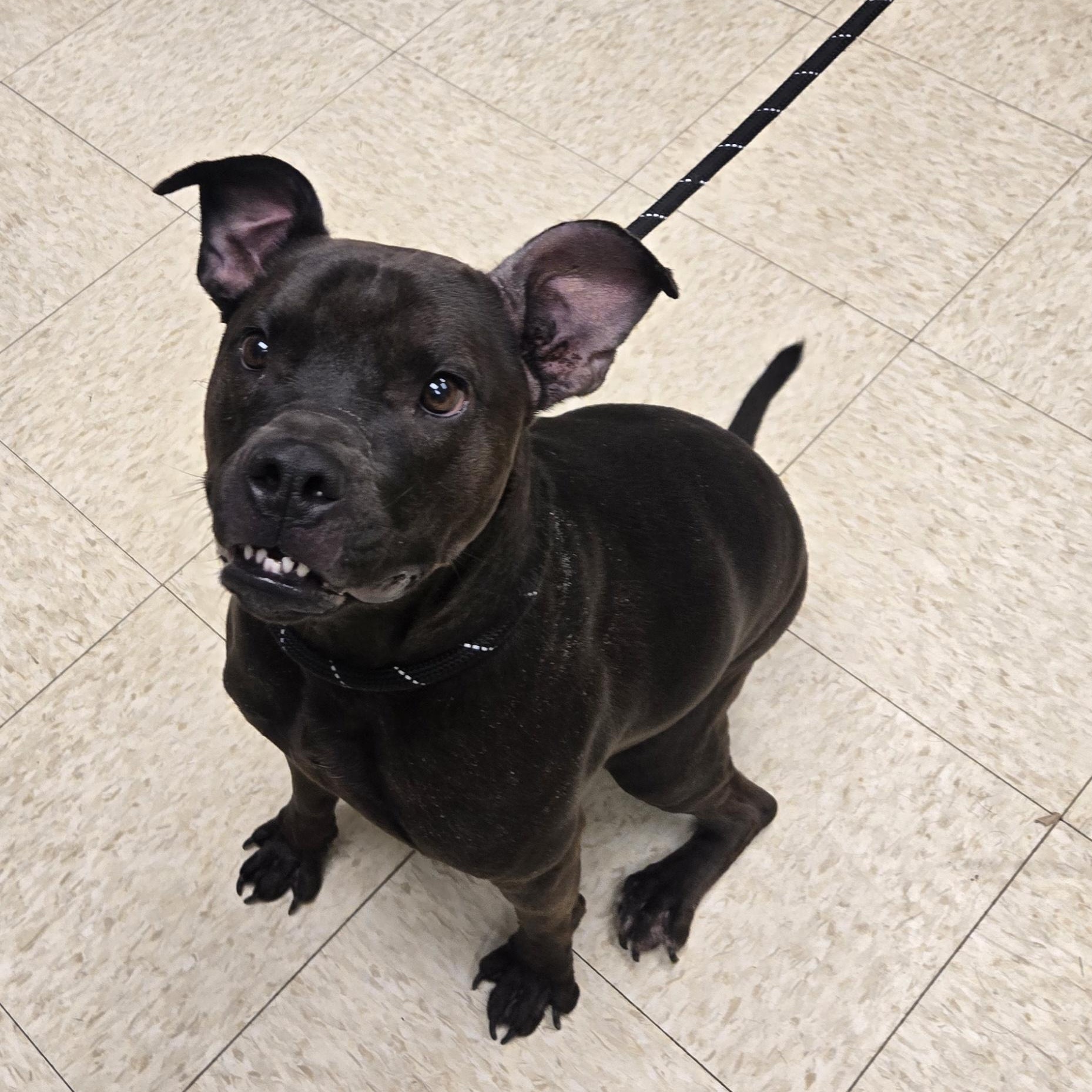 Enlarge June Bug , a ADOPTABLE Staffordshire Bull Terrier in Xenia , OH image 5/6
