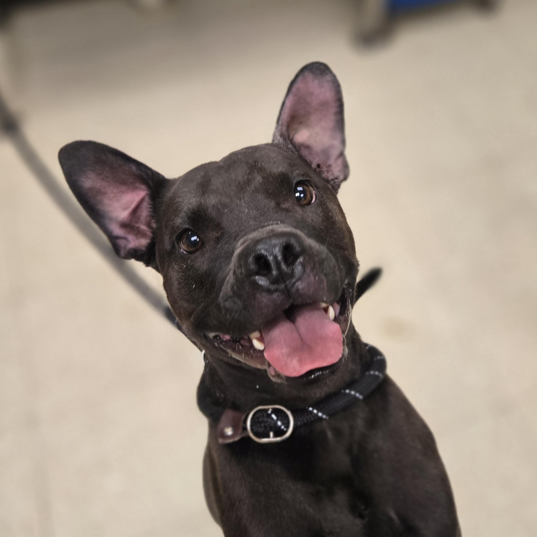 Enlarge June Bug , a ADOPTABLE Staffordshire Bull Terrier in Xenia , OH image 1/6