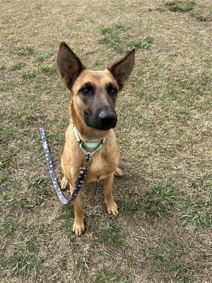Cake, Adoptable, Adult Female Mixed Breed & Mixed Breed.