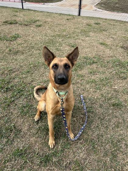 Enlarge Cake, a Adoptable mixed breed in Dallas, TX image 2/5