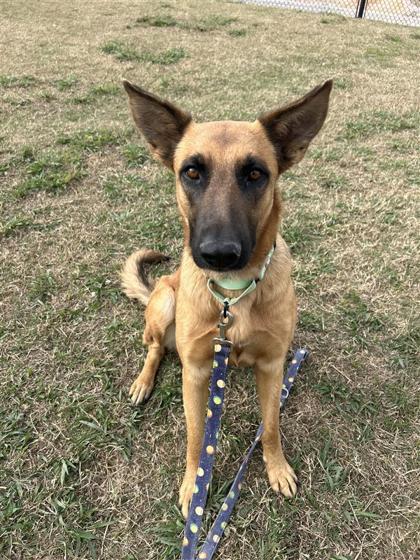 Enlarge Cake, a Adoptable mixed breed in Dallas, TX image 3/5