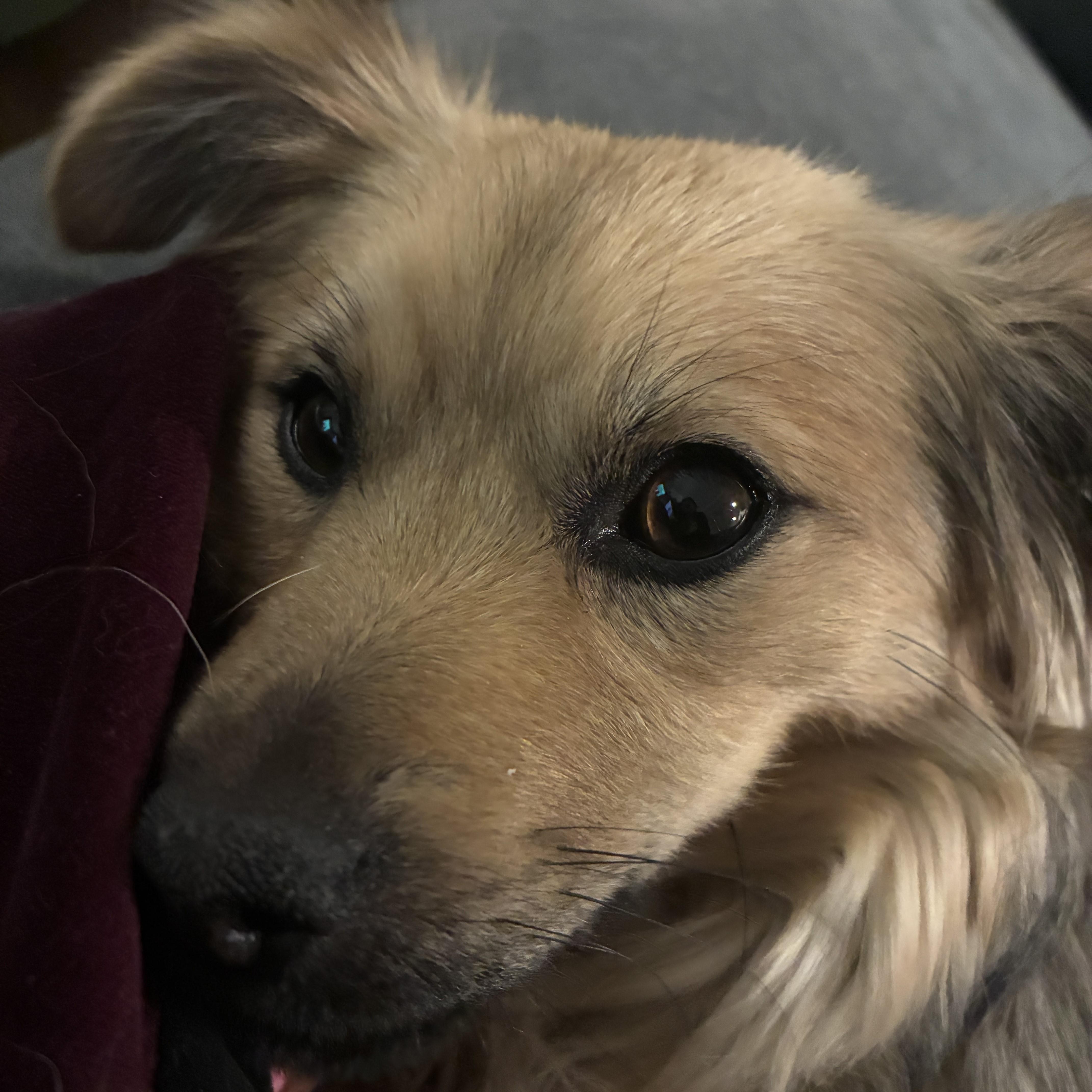 Enlarge Francesca, an adopted Mixed Breed in Nashville, TN image 6/6