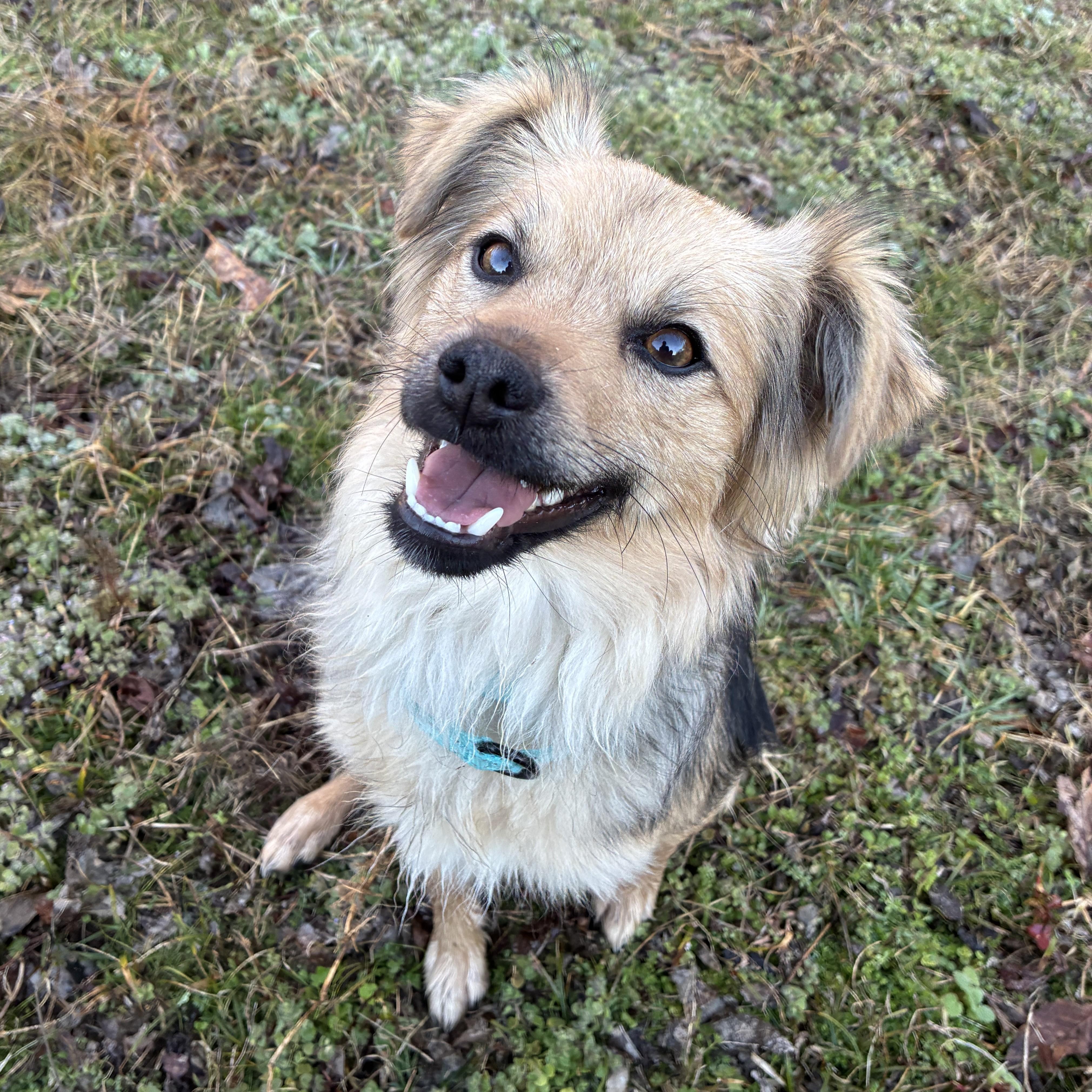 Enlarge Francesca, an adopted Mixed Breed in Nashville, TN image 2/6