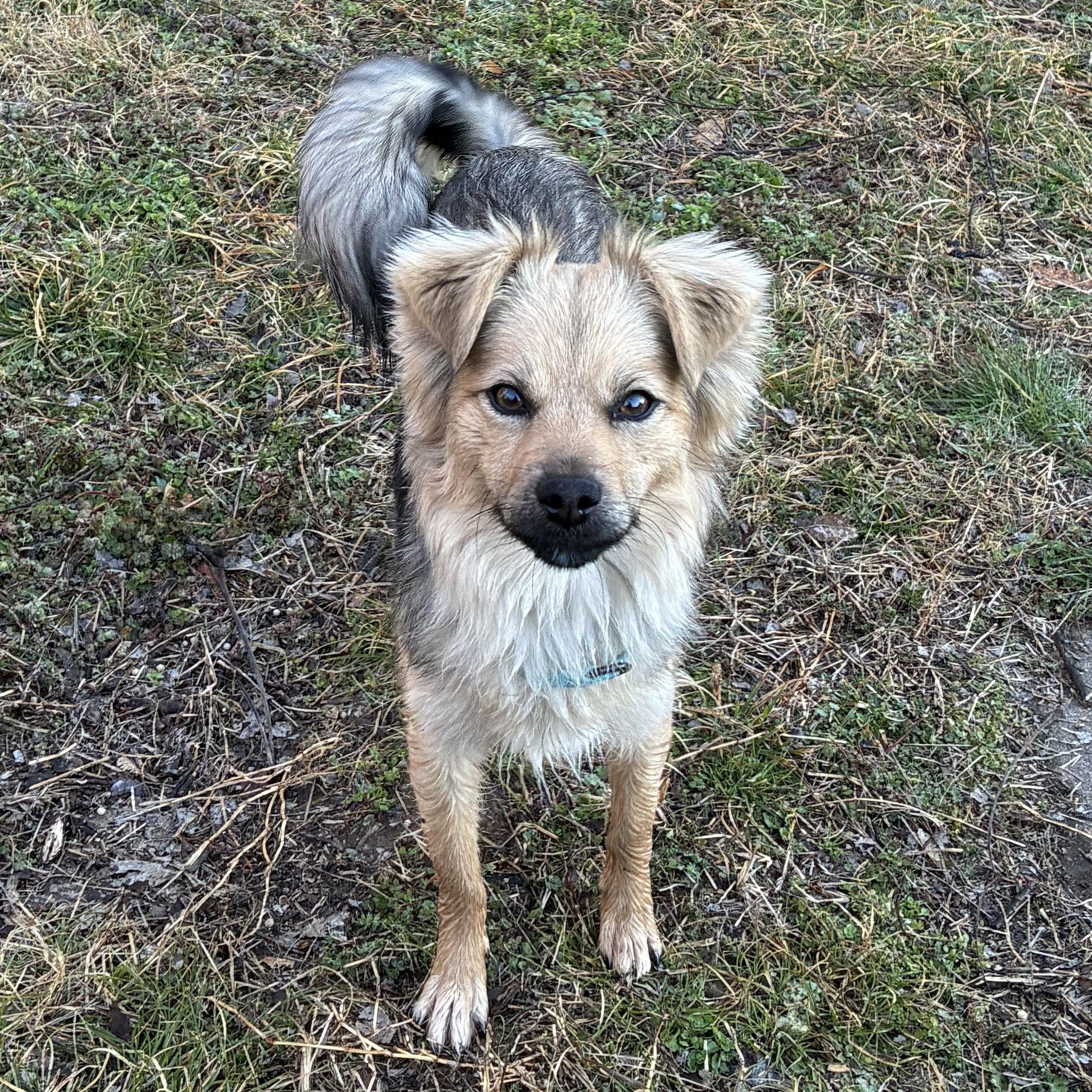 Enlarge Francesca, an adopted Mixed Breed in Nashville, TN image 5/6