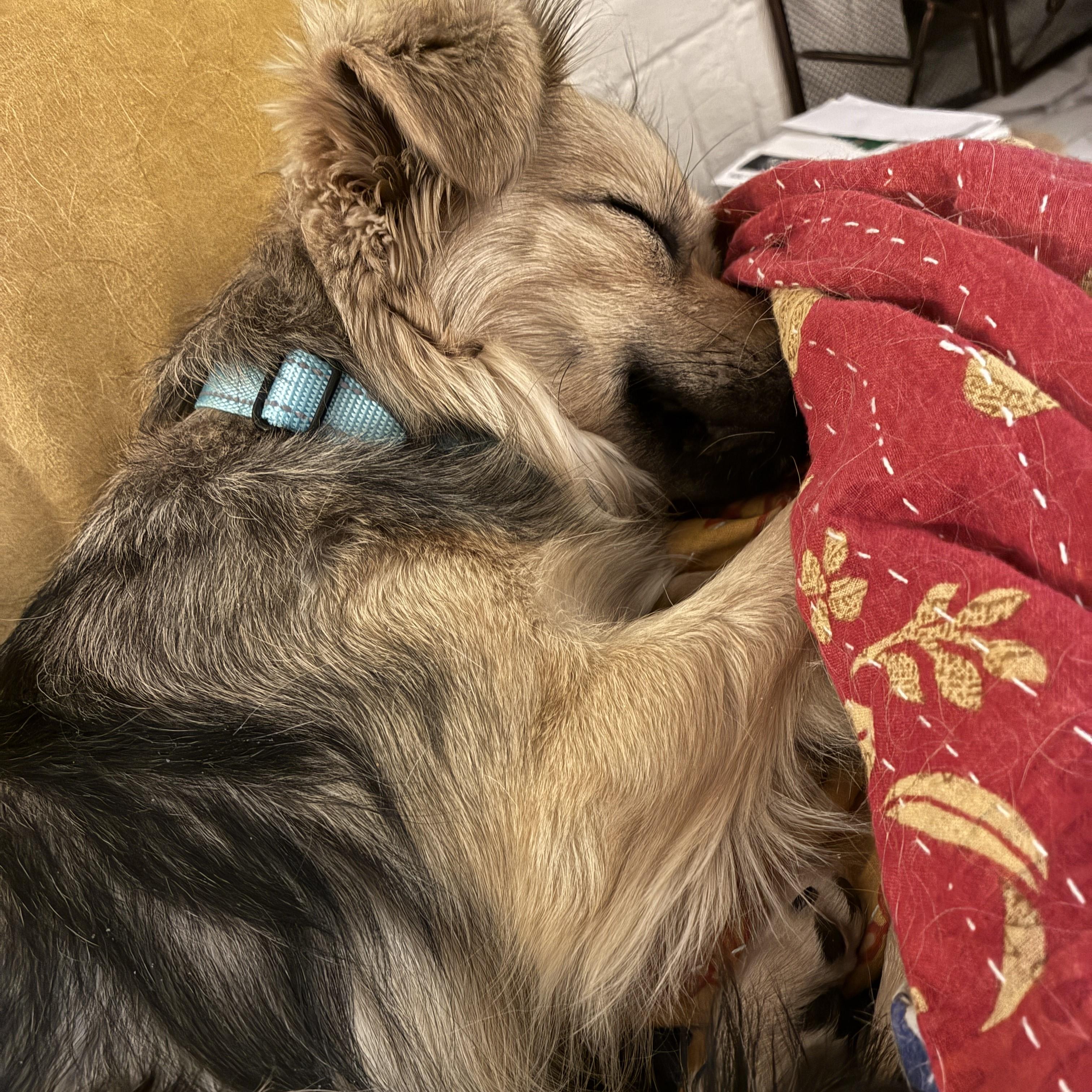 Enlarge Francesca, an adopted Mixed Breed in Nashville, TN image 3/6