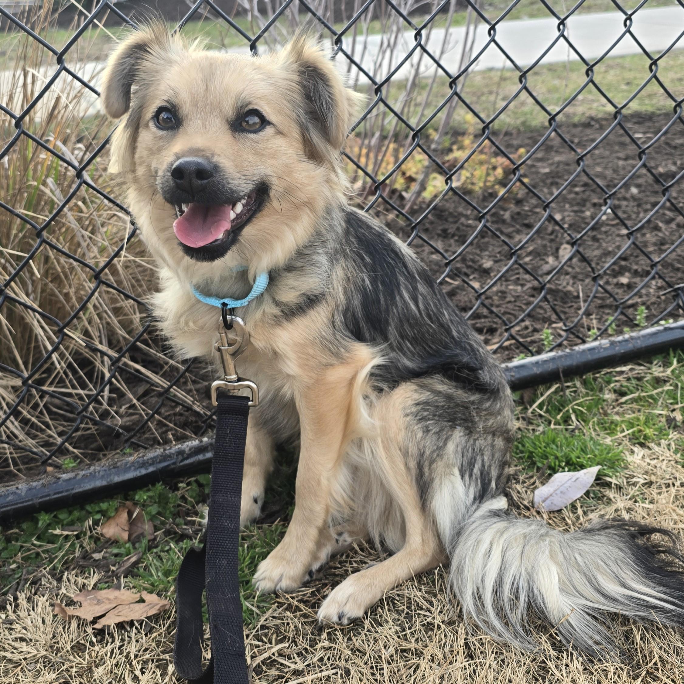 Enlarge Francesca, an adopted Mixed Breed in Nashville, TN image 4/6