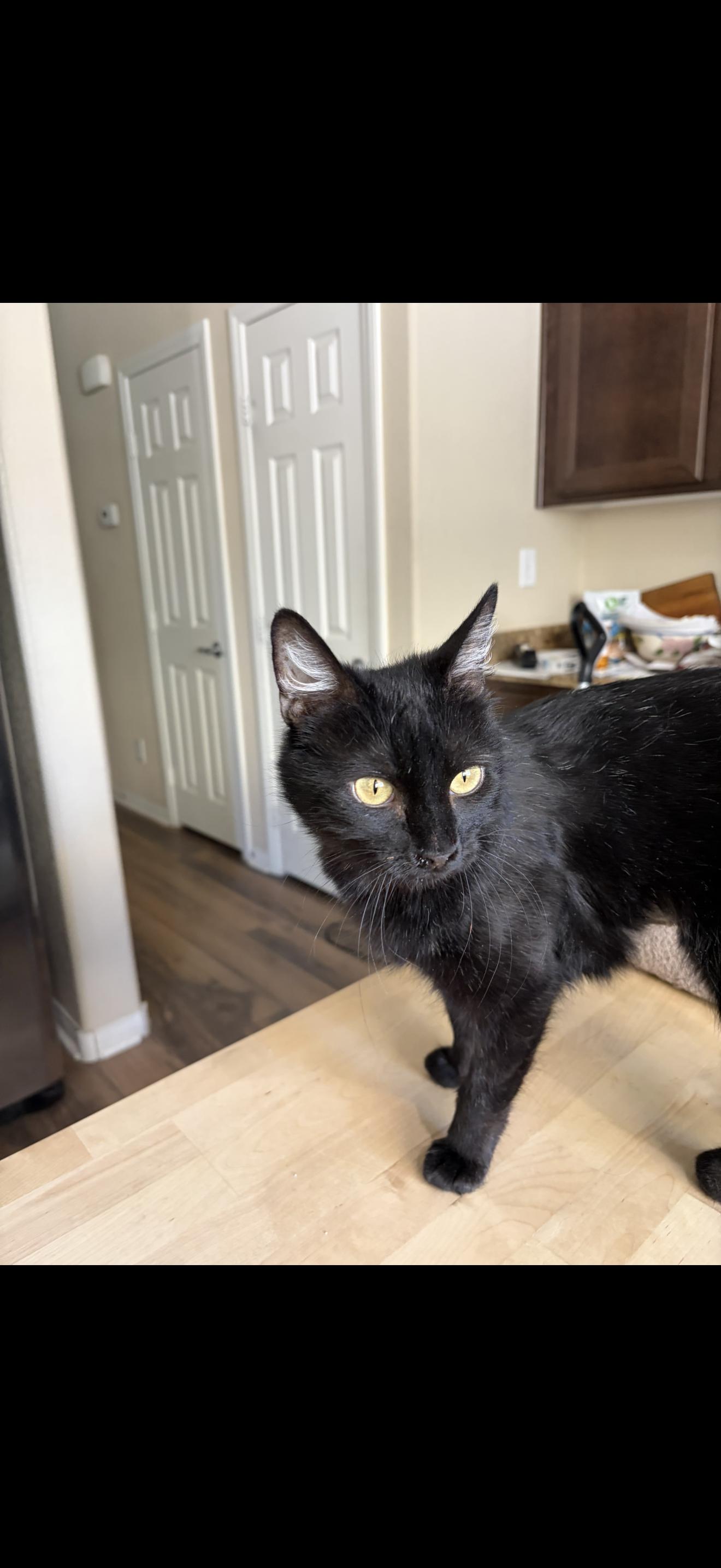 Reliably Hungry, adopted, Adult Female Burmese.