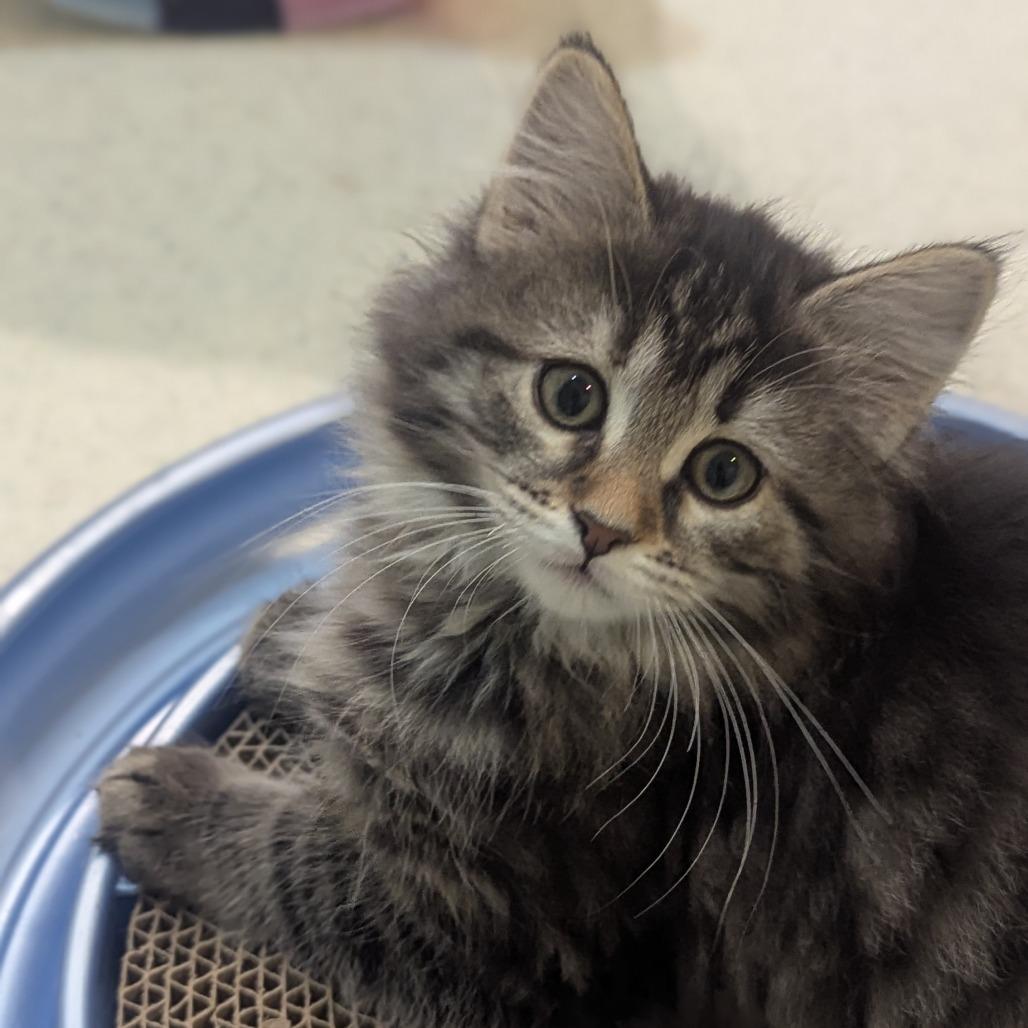 Enlarge Edsel, a ADOPTABLE Domestic Long Hair in Fenton, MI image 2/2