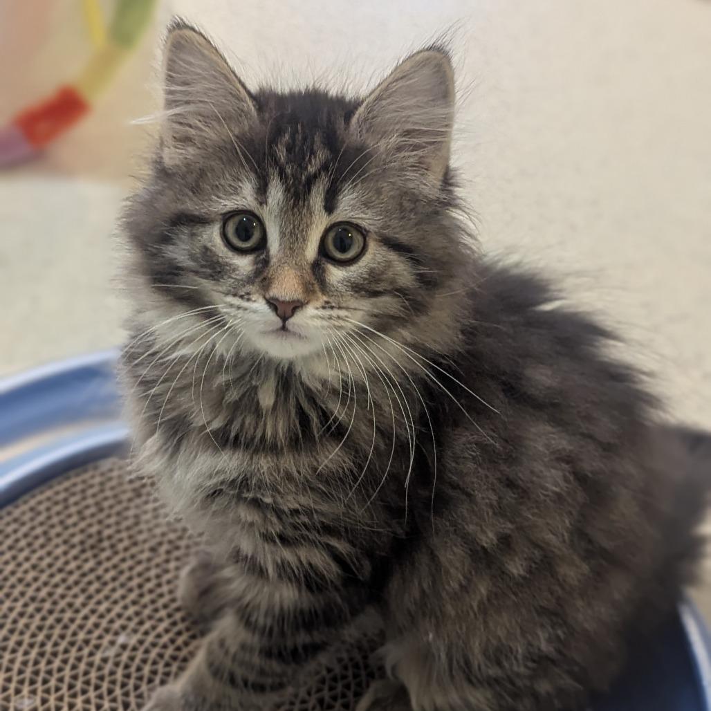 Edsel, ADOPTABLE, Kitten Female Domestic Long Hair.