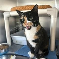 Enlarge Patty, a Adoptable Domestic Short Hair in Black River Falls, WI image 1/1