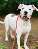 Enlarge Emmie, a Adoptable mixed breed in Virginia Beach, VA image 6/6