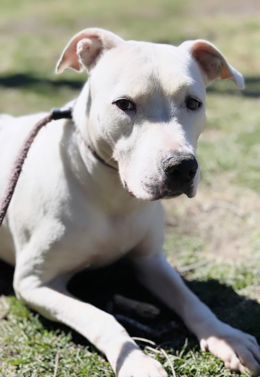 Enlarge Emmie, a Adoptable mixed breed in Virginia Beach, VA image 5/6