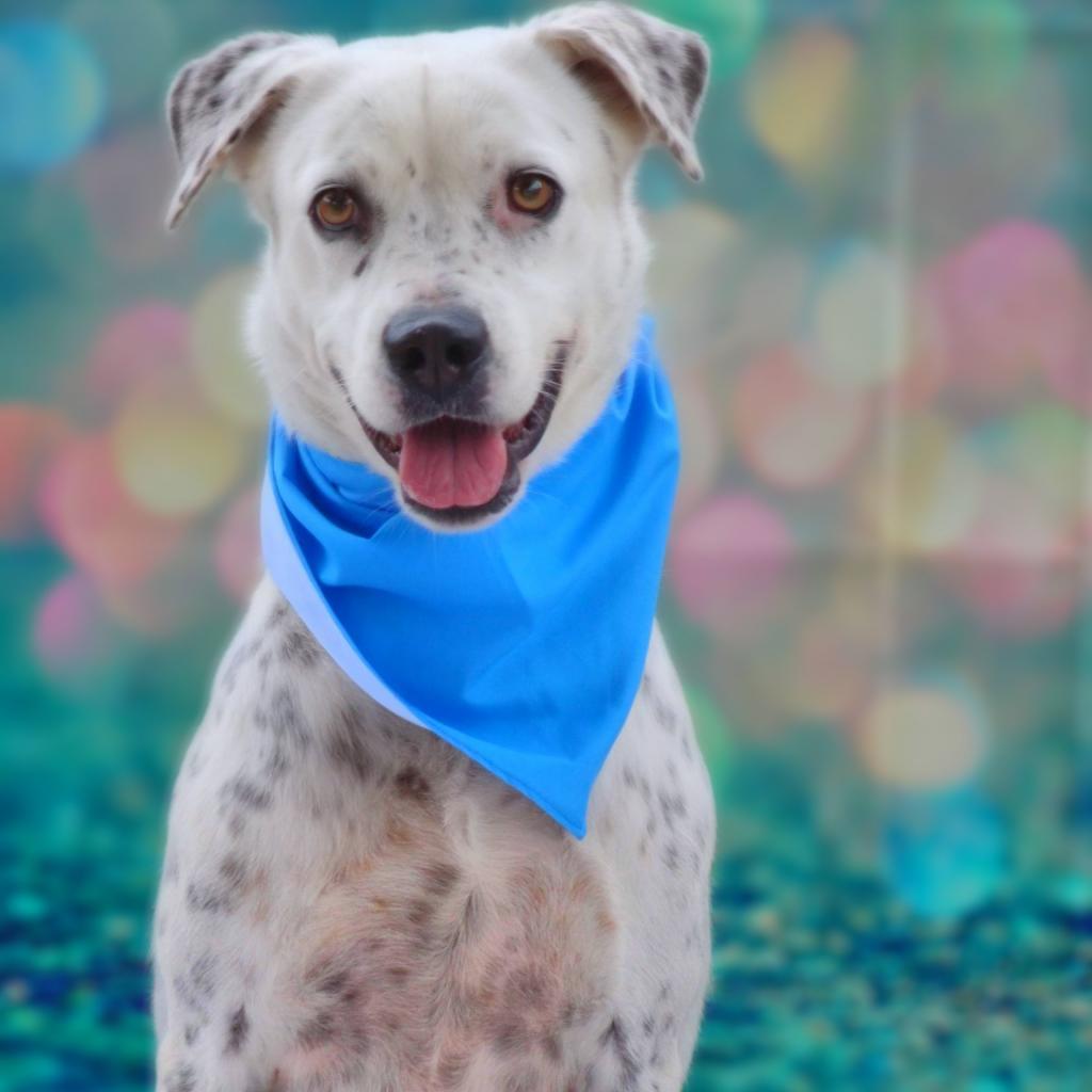 Julian JuM, an adoptable Pointer, Labrador Retriever in Seattle, WA, 98106 | Photo Image 1