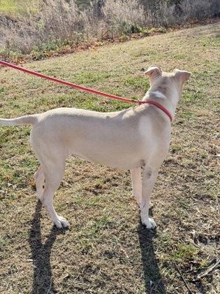 Jo Jo, a Adoptable mixed breed in Fergus Falls, MN image 1/3