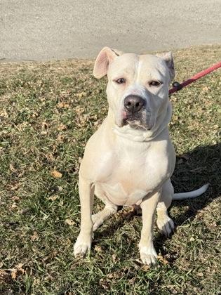 Jo Jo, a Adoptable mixed breed in Fergus Falls, MN image 2/3