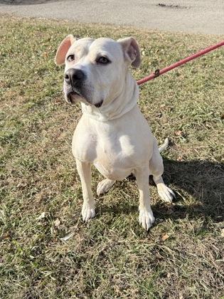 Jo Jo, a Adoptable mixed breed in Fergus Falls, MN image 3/3