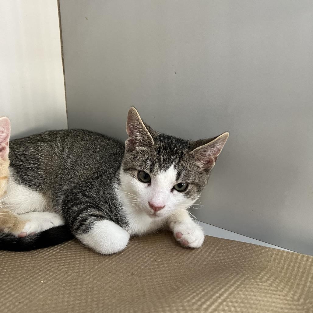 Enlarge Professor Plum, a Adoptable Domestic Short Hair in Forest Hills, NY image 1/6