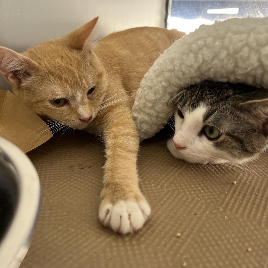 Enlarge Professor Plum, a Adoptable Domestic Short Hair in Forest Hills, NY image 3/6