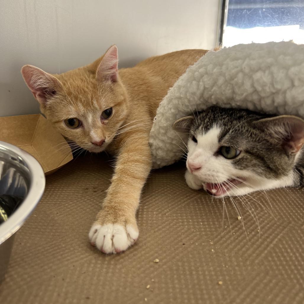 Enlarge Professor Plum, a Adoptable Domestic Short Hair in Forest Hills, NY image 4/6