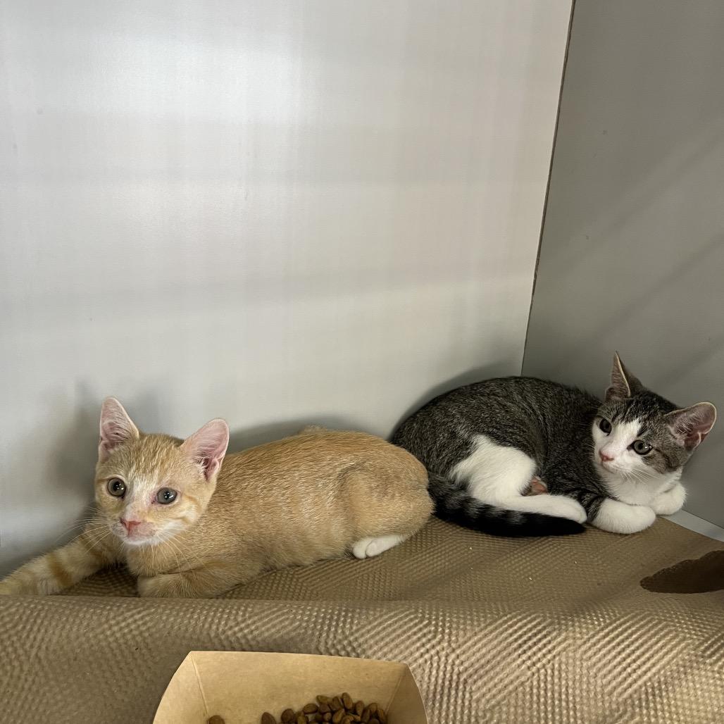 Enlarge Professor Plum, a Adoptable Domestic Short Hair in Forest Hills, NY image 5/6