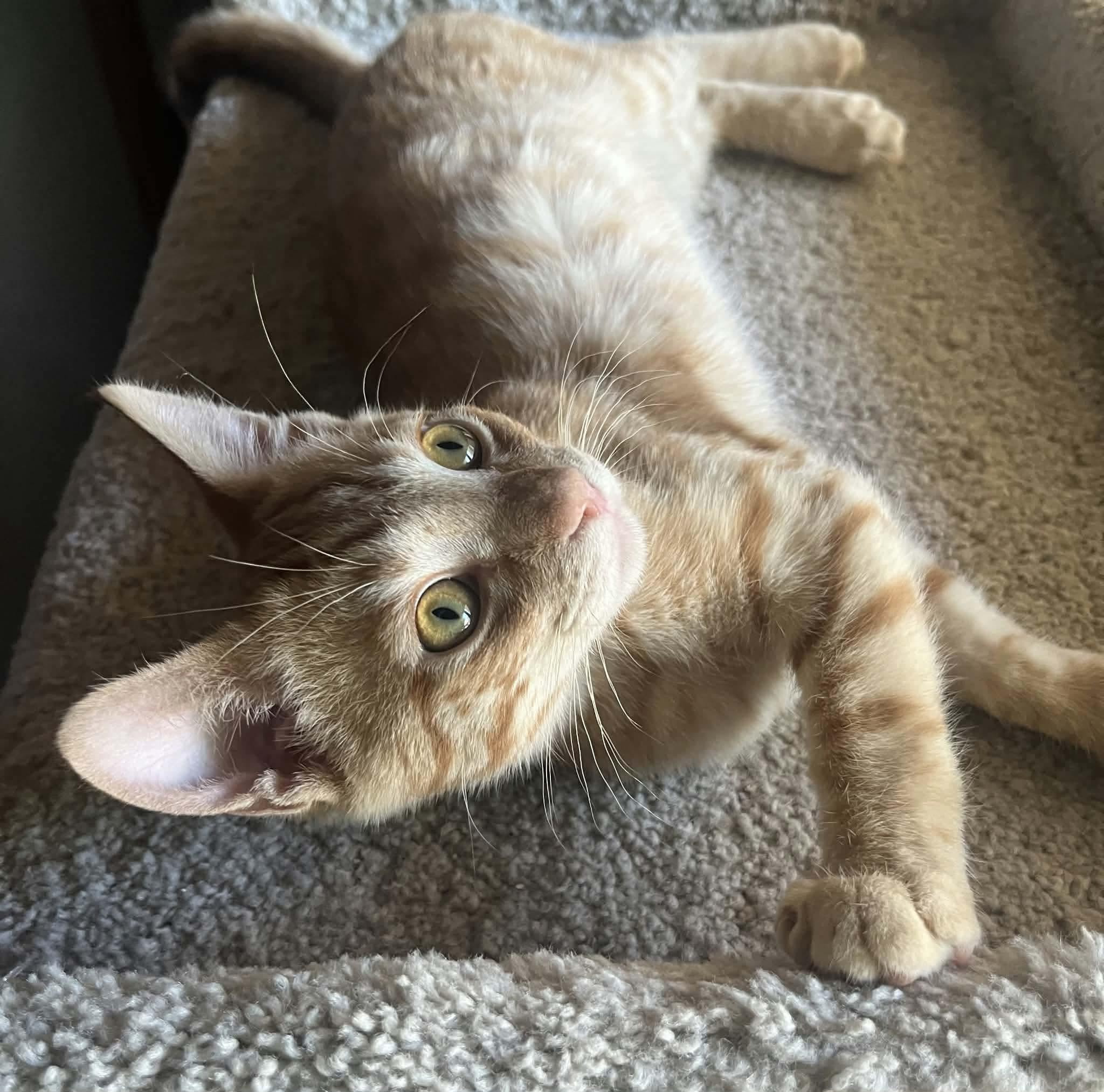 Enlarge Gus, an adopted Domestic Short Hair in La Canada, CA image 1/1