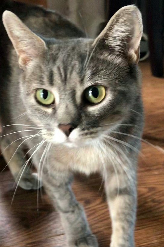 Trinity, Adult Female unknown