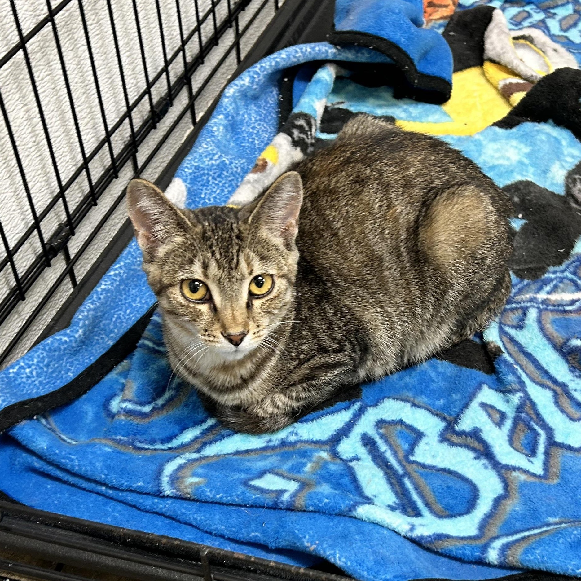 Enlarge STELLA, a Adoptable mixed breed in Wilmington, OH image 2/3