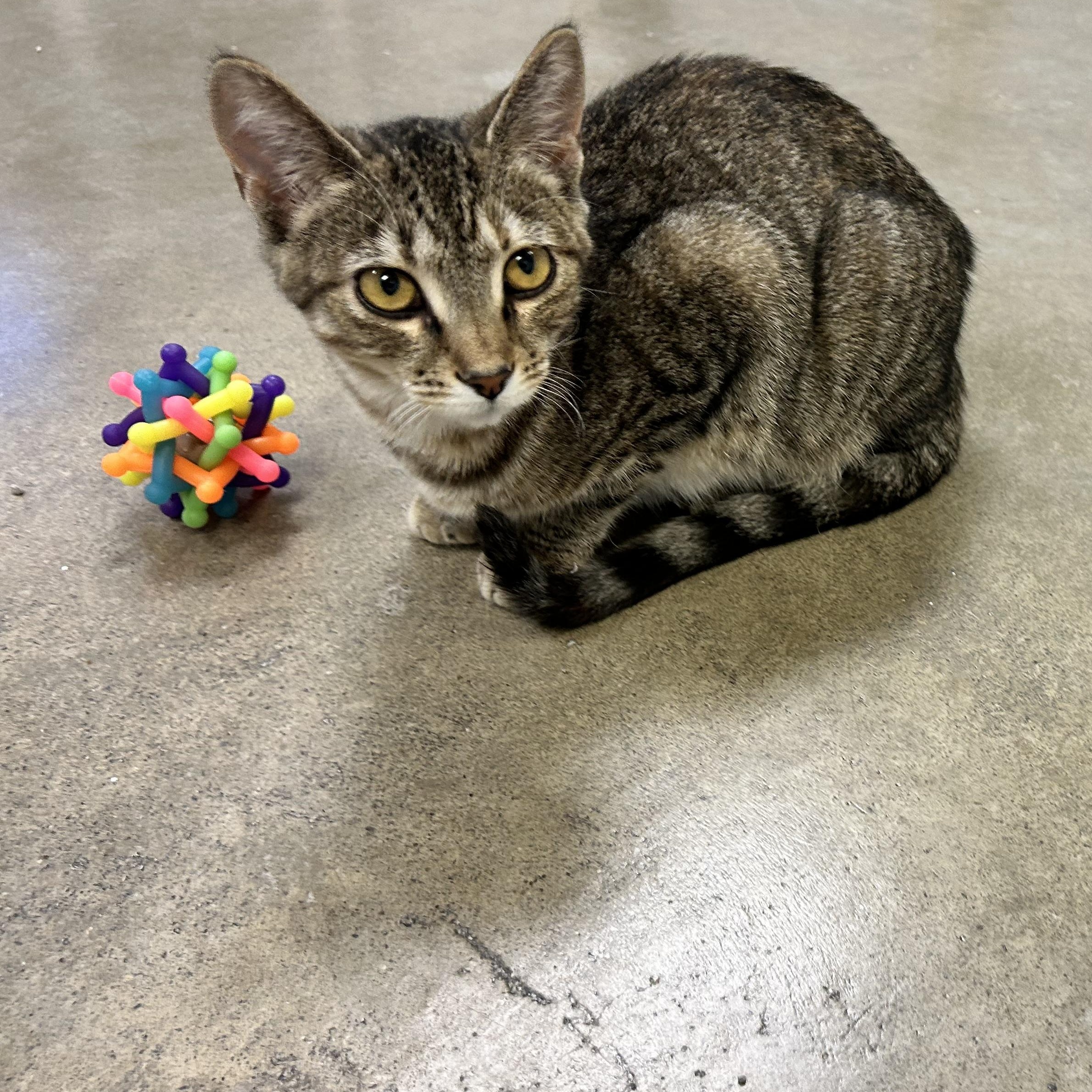 Enlarge STELLA, a Adoptable mixed breed in Wilmington, OH image 1/3