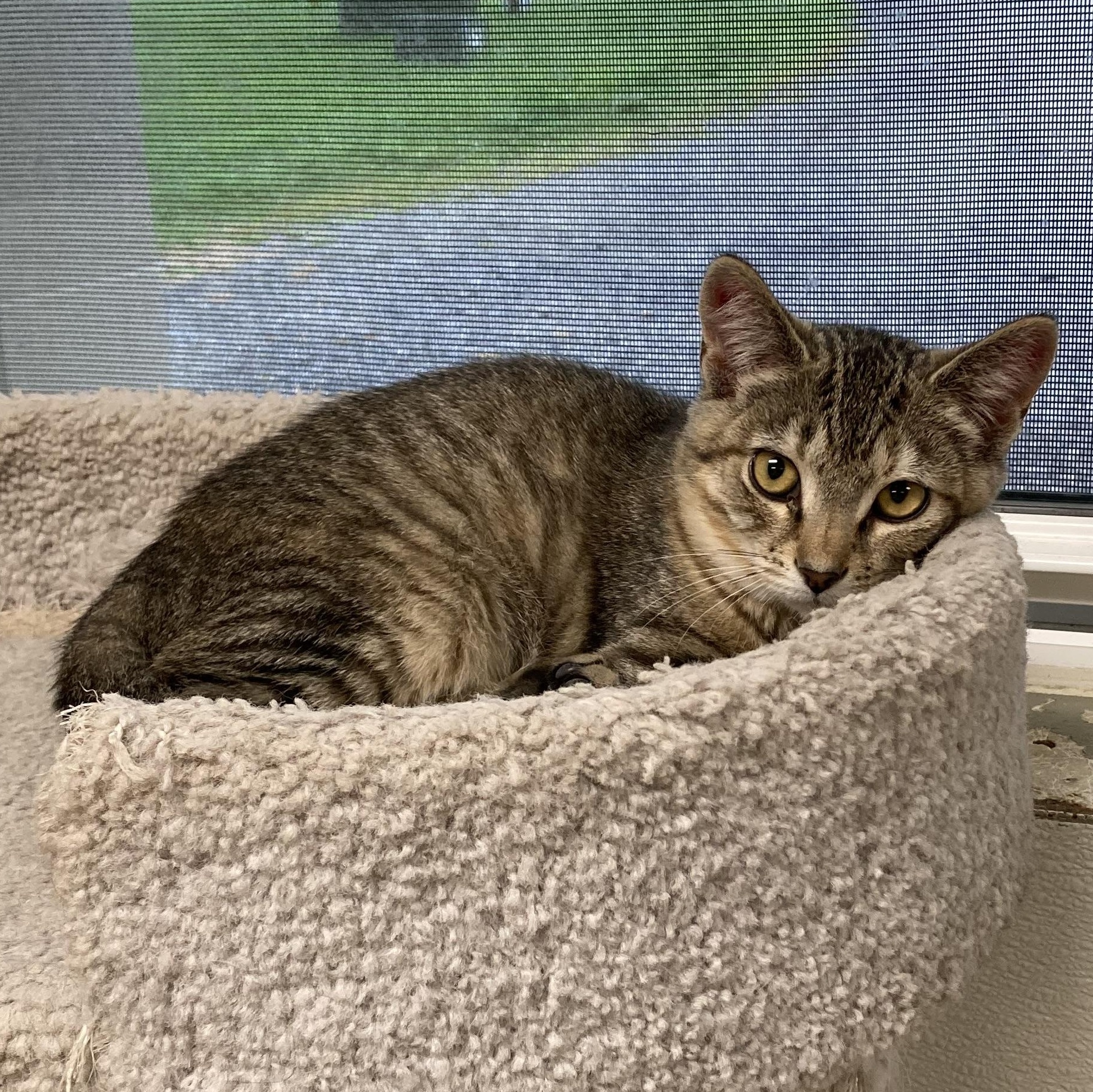 STELLA, adoptable, Kitten Female Domestic Short Hair & Domestic Medium Hair.