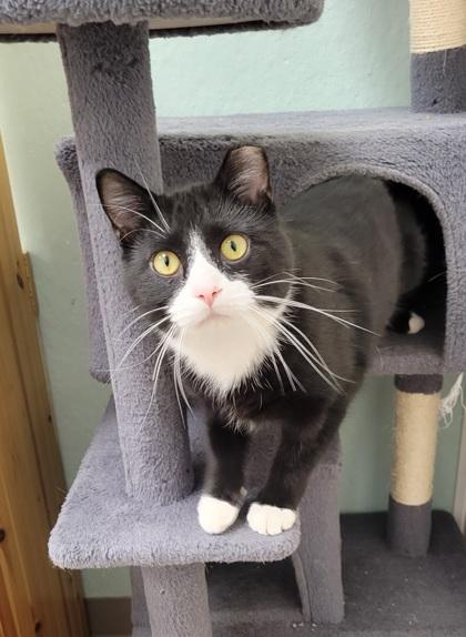 Peyton, Adoptable, Young Male Domestic Short Hair & Domestic Short Hair.
