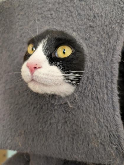 Enlarge Peyton, a Adoptable Domestic Short Hair in Neenah, WI image 2/3