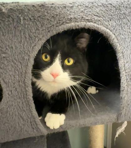 Enlarge Peyton, a Adoptable Domestic Short Hair in Neenah, WI image 3/3
