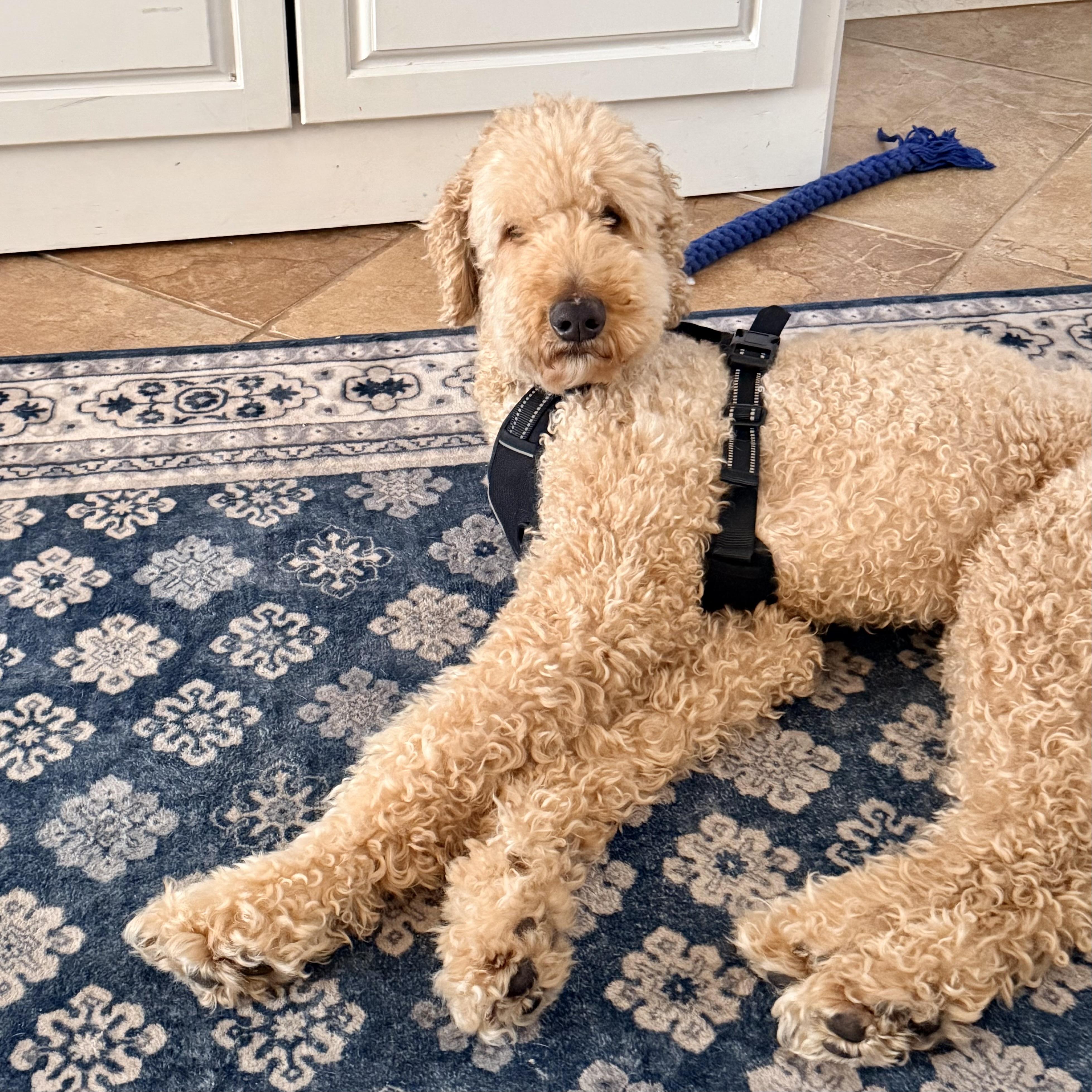 Onigiri — thumbnail 3