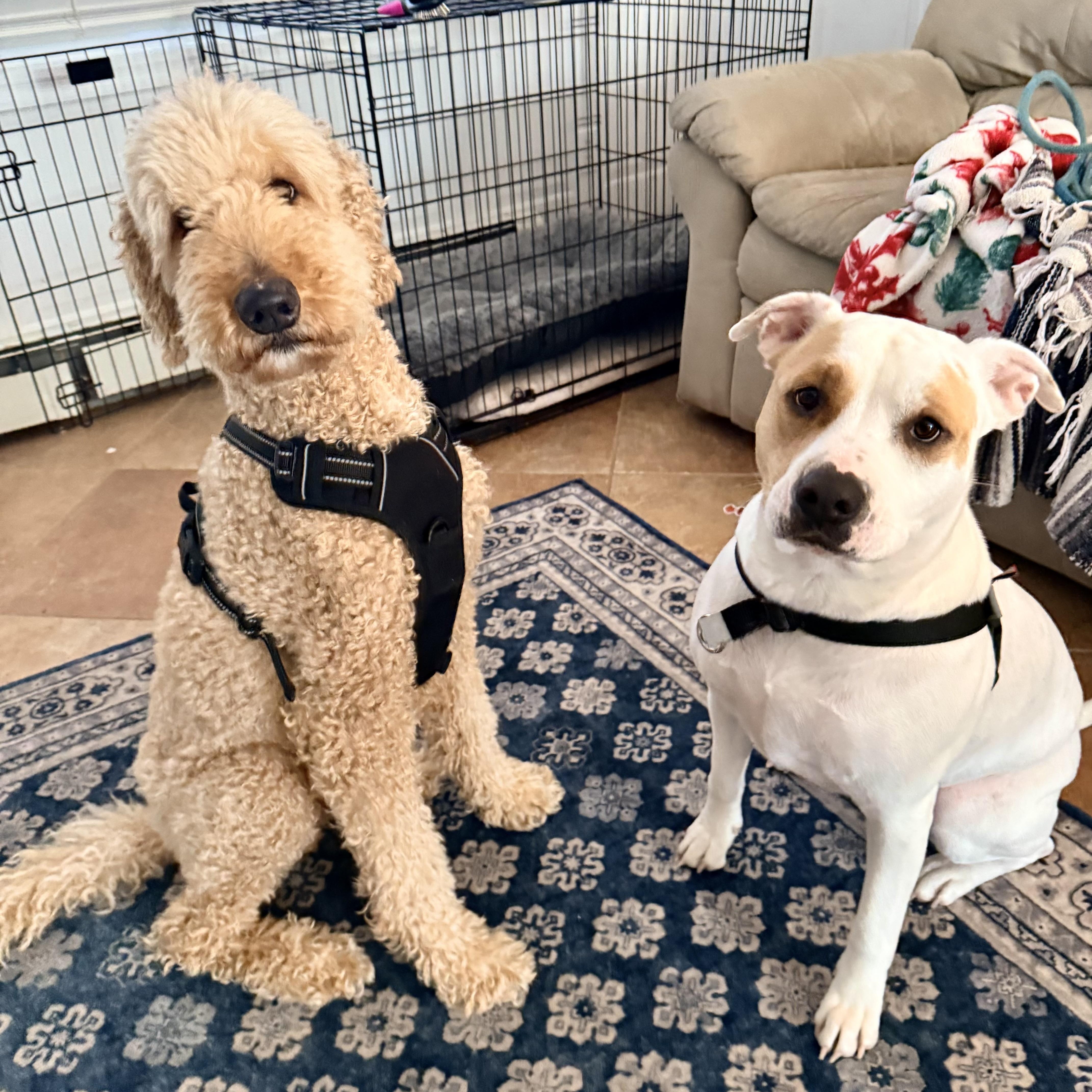 Onigiri — thumbnail 5