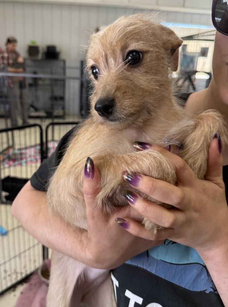 Enlarge Sella, a Adoptable mixed breed in Lemoore, CA image 1/1