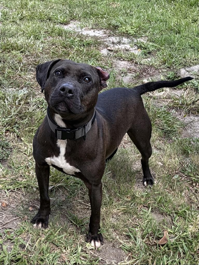 Enlarge Braveheart, a Adoptable Mixed Breed in St. Augustine, FL image 1/3