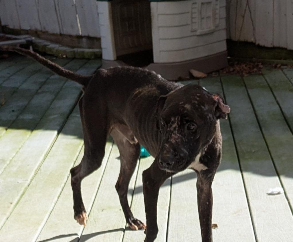 Enlarge Braveheart, a Adoptable Mixed Breed in St. Augustine, FL image 2/3
