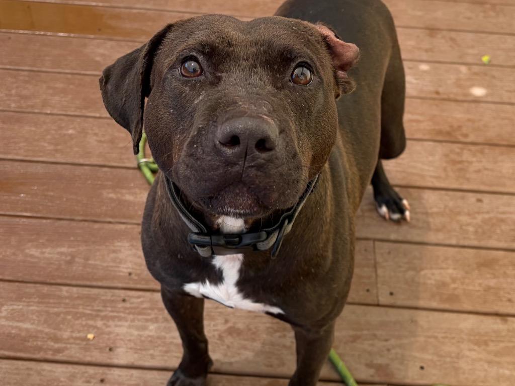 Enlarge Braveheart, a Adoptable Mixed Breed in St. Augustine, FL image 3/3