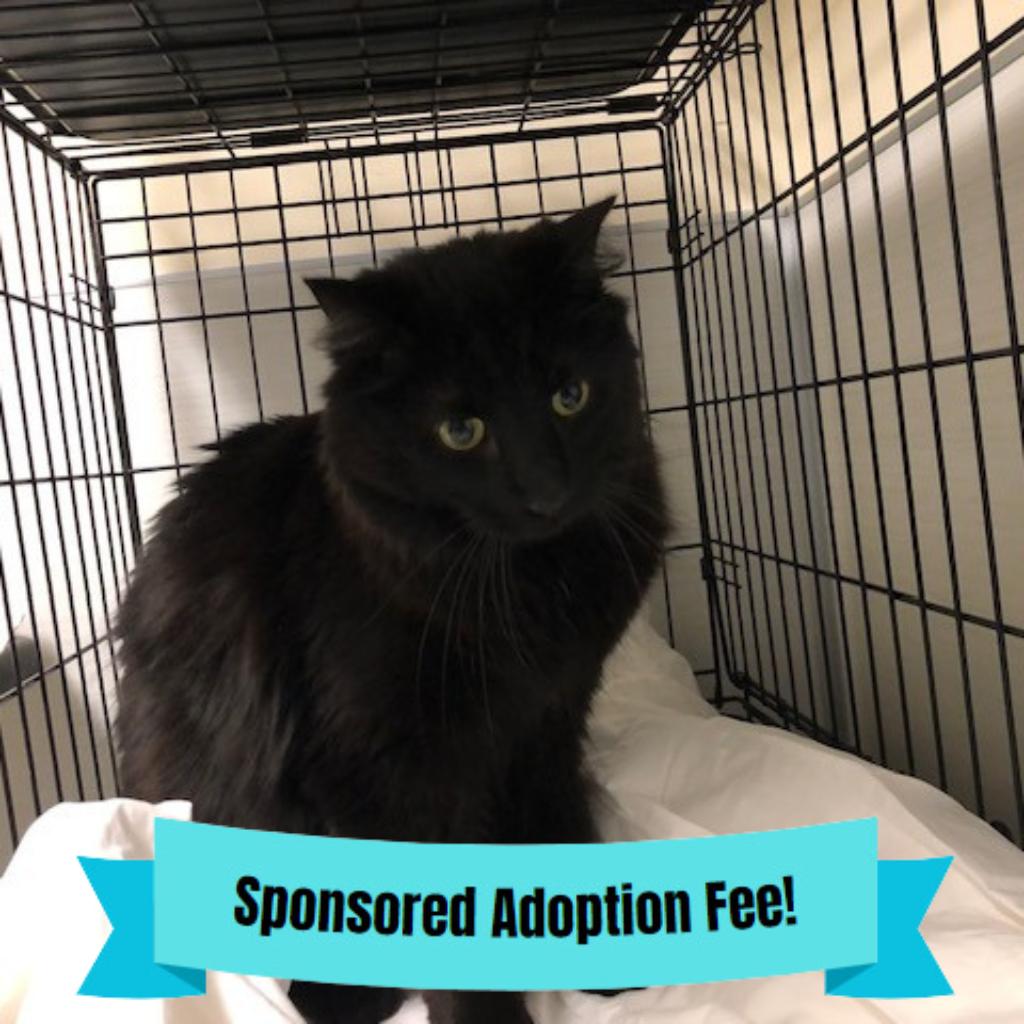 Felix, Adoptable, Adult Male Domestic Medium Hair.