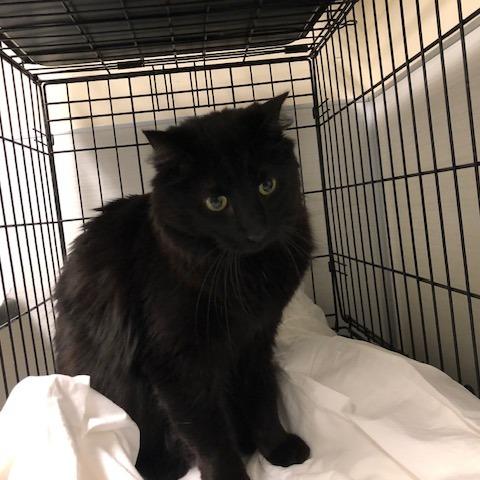 Enlarge Felix, a Adoptable Domestic Medium Hair in Novelty, OH image 2/2