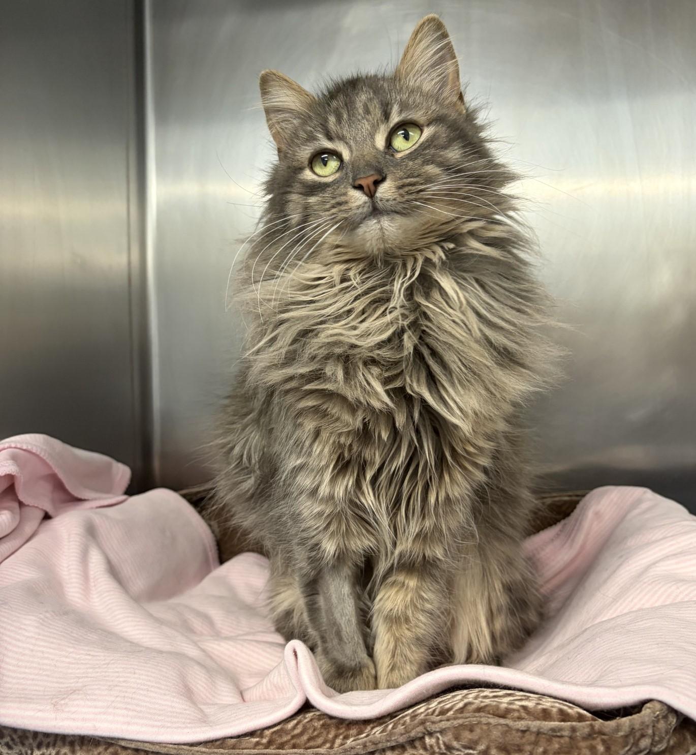 Courtney, an adoptable Domestic Medium Hair in Mississauga, ON image 2/3