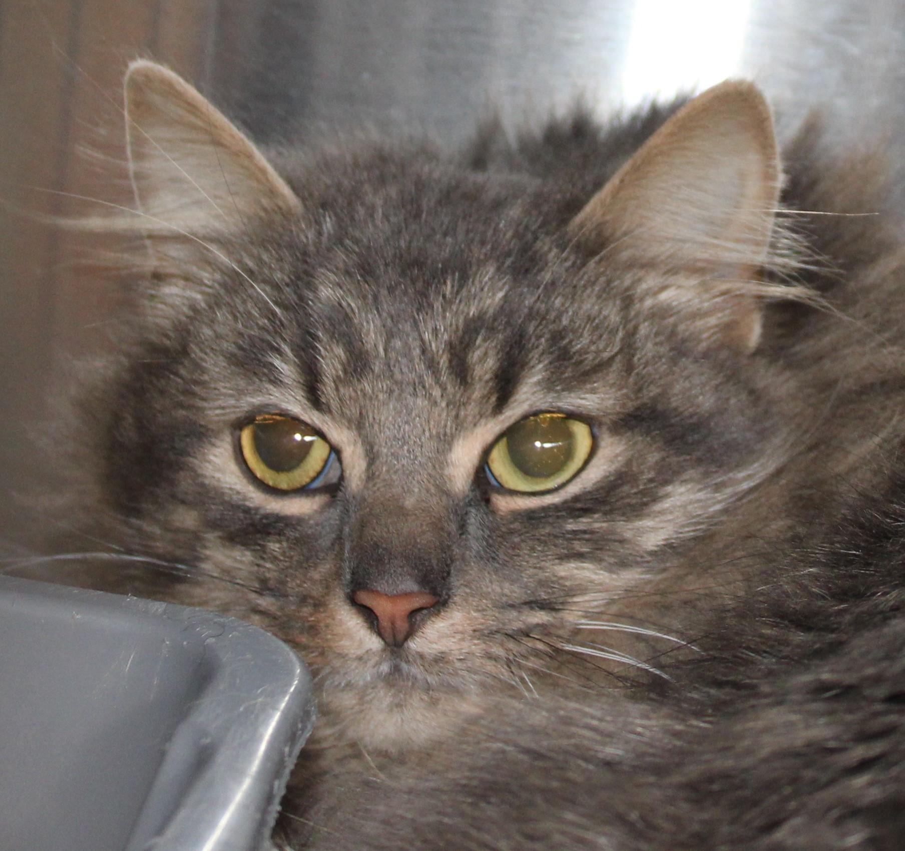 Courtney, an adoptable Domestic Medium Hair in Mississauga, ON image 3/3