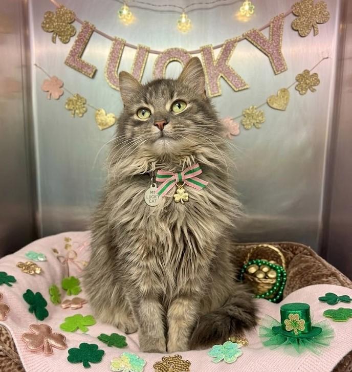 Courtney, adoptable, Adult Female Domestic Medium Hair.