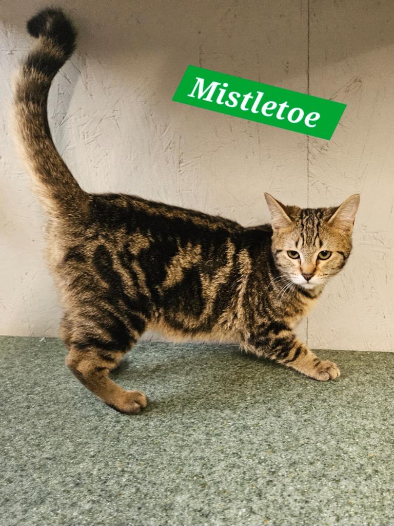 Mistletoe, Adoptable, Kitten Female Domestic Short Hair.