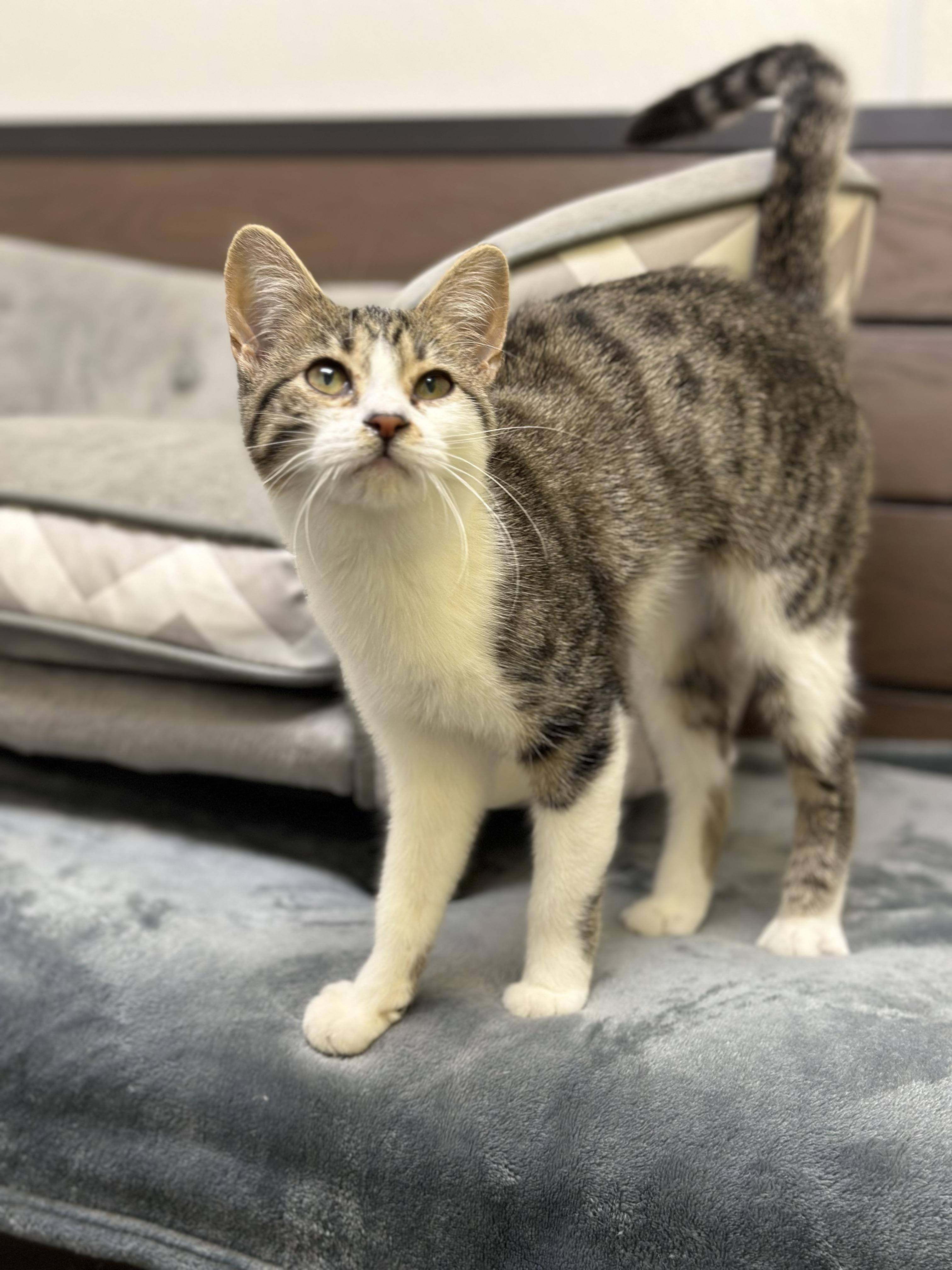 Poppy, Adoptable, Young Female Domestic Short Hair.