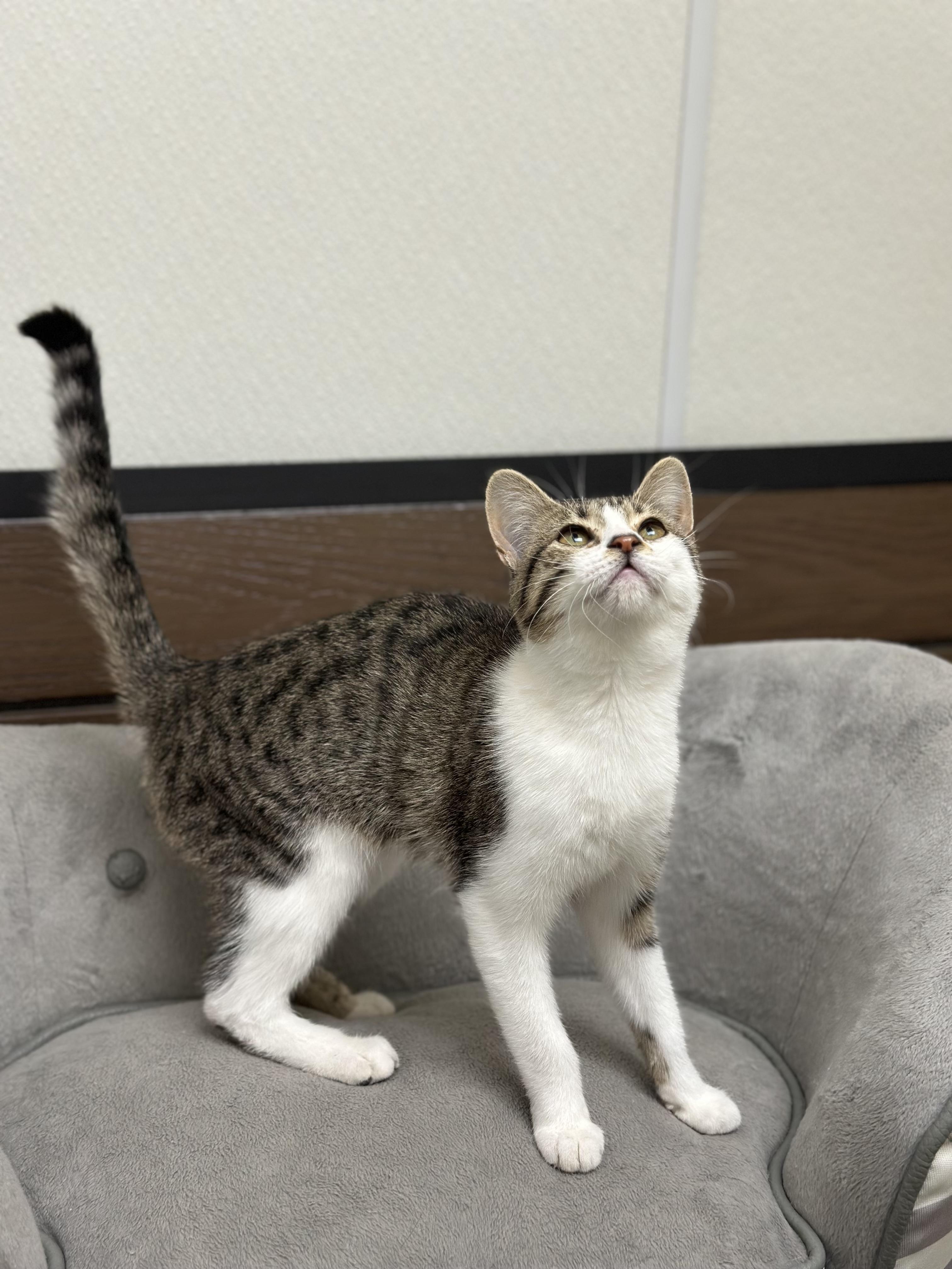 Poppy, a Adoptable Domestic Short Hair in Port Lavaca, TX image 5/6